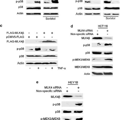 Mlk Negatively Regulates P And Mek Mek Activation A Hct