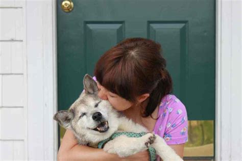 How To Take Care Of A Husky Puppy: A First-Time Owner’s Guide - Embora Pets