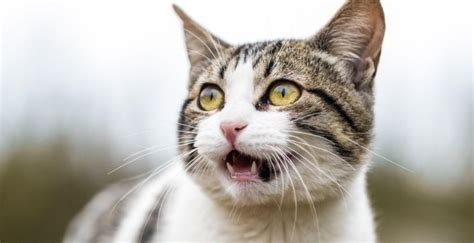 Open-Mouth Breathing in Cats: What does it mean? | Cat Health | Meowtel