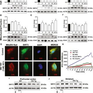 HIV TAT Mediated Increased Mitochondrial ROS And Decreased Expression