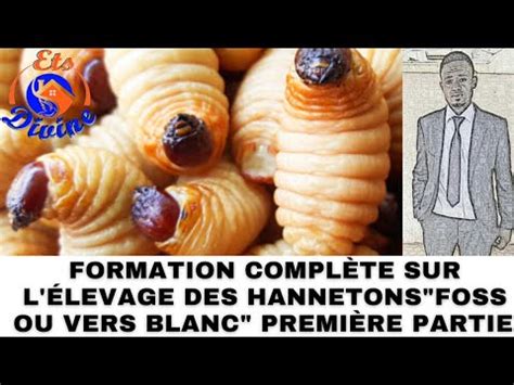 Formation Compl Te Sur L Levage Des Hannetons Foss Ou Vers Blanc