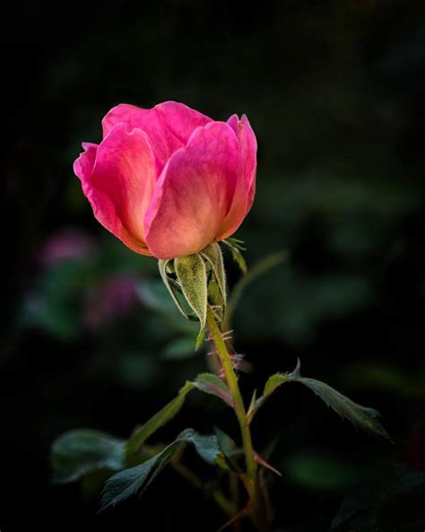 Wild Prairie Rose Bushes Provide More Than Beautiful Flowers - Dengarden