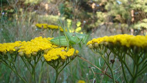 Tettigoniidae Images – Browse 10,004 Stock Photos, Vectors, and Video ...