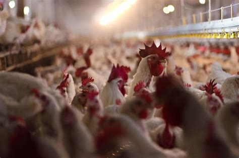 Avian Influenza Confirmed In Commercial And Backyard Iowa Flocks