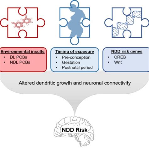 Effects Of Developmental Pcb Exposure On Social Behaviors Download