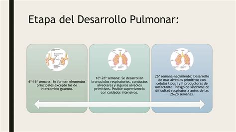 DESARROLLO DEL APARATO RESPIRATORIO Pptx