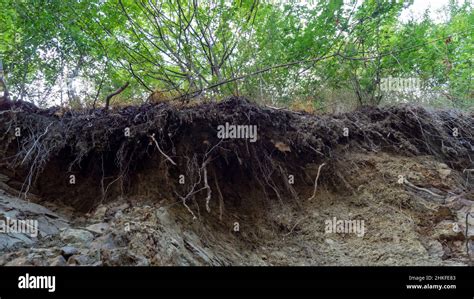 landslide, erosion, trees prevent landslides, trees that prevent ...