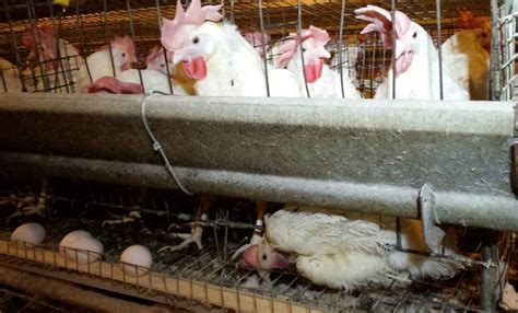 Heartbreaking Abuse at Egg Farm Owned by Notorious Animal Abuser (VIDEO ...