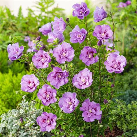 Hibiscus Syriacus Lavender Chiffon Shrub Plants From Mr Fothergills