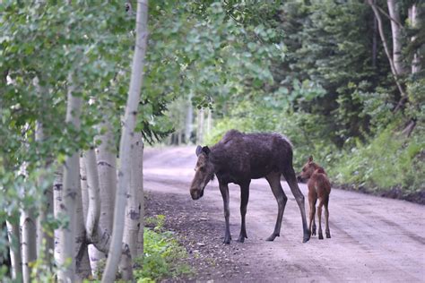 Where to See Moose in Colorado | Best Times and Places - Uncover Colorado