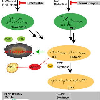 Schematic Illustration Of Isoprenoid Biosynthesis Pathways In Humans