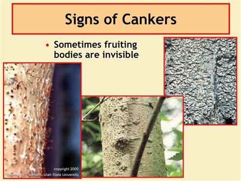 Ppt Principles Of Plant Pathology And Important Forest And Range