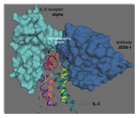 New Understanding Of Immune Modulator Interleukin 2 Guides Drug Discovery