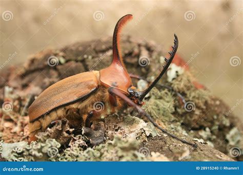 Male Rhinoceros Beetle Stock Photo Image Of Ecuador 28915240