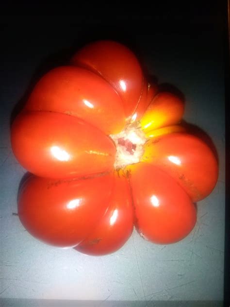 Pomidor Reisetomate Sadzonka W Doniczce 8849831329 Oficjalne