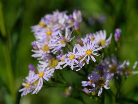 🌸The Surprising Variety of Flower Names Starting with T