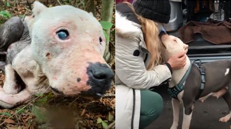 Cadela pit bull magra e cega encontrada abandonada em floresta é resgatada