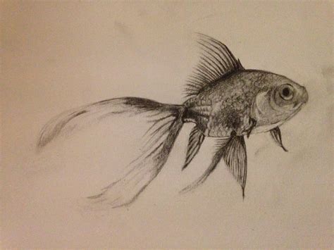 Fish Pencil Sketch A Step By Step Guide And Techniques For Creating