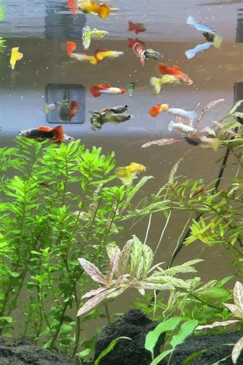 Angelfish And Cardinal Tetras In A Beautiful Planted L Aquascape