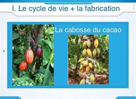 Cycle De Vie Du Cacao Screen On Flowvella Presentation Software