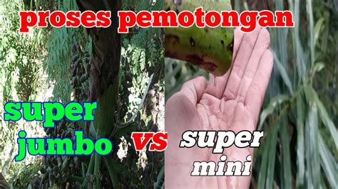 perbedaan  subur  manggar jumbo  manggar mini lihat proses