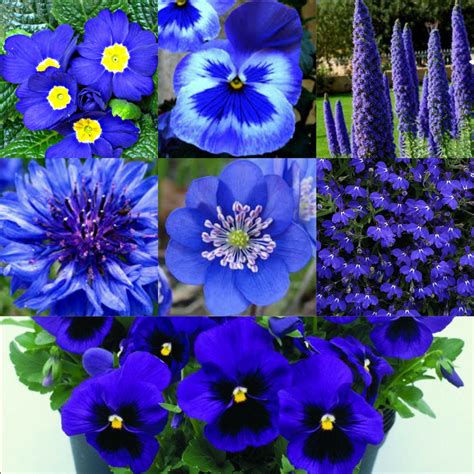 Plantas Con Flores Azules Id Plantae