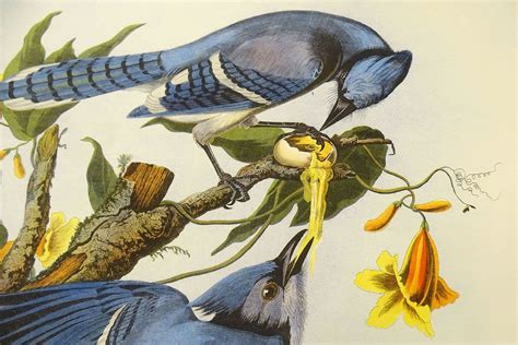 John James Audubon Drawings