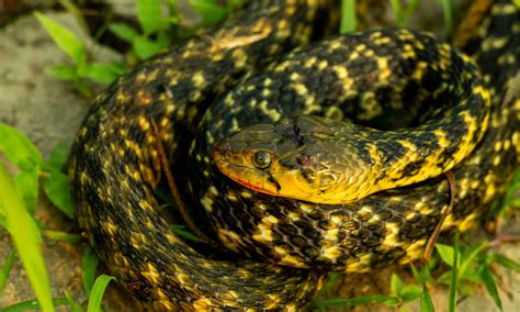 Astounding Facts About Keelback Facts Net