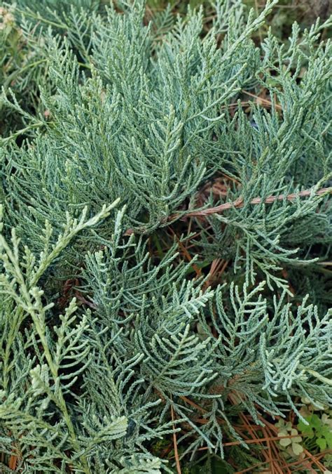 Grey Owl Juniper Cut Flowers Almost Eden