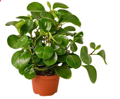 Peperomia obtusifolia – Plantcultcairo