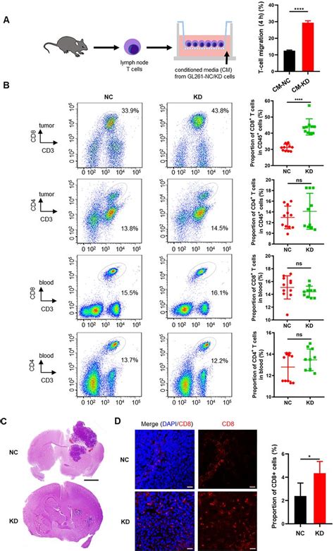 Glioblastoma Cellular Map4k1 Facilitates Tumor Growth And Disrupts T