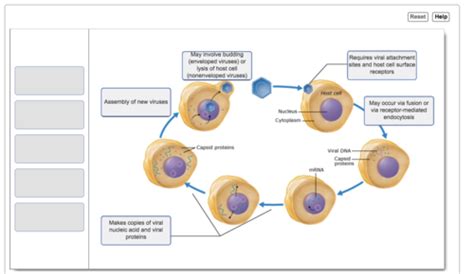 Mastering Microbiology Ch 13 Flashcards Quizlet