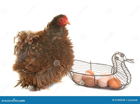 Pekin chicken and eggs stock photo. Image of bantam, basket - 91490336