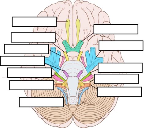 Cranial Nerves Diagram Quizlet