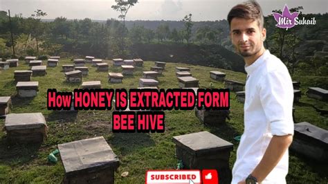 How Honey Is Extracted From Bee Hive Shahad Kaisay Nikala Jata Hai