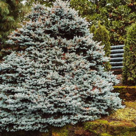 Dwarf Globe Blue Spruces For Sale