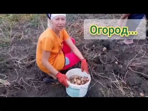 Огород...🥒🥕🥔🍅🧄😄 #семьяподполтавой - YouTube