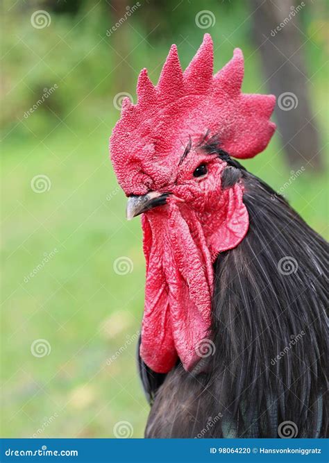 Australorp rooster stock photo. Image of crest, beak - 98064220