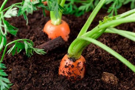 Discover A New Way To Grow Lots Of Carrot Bulbs