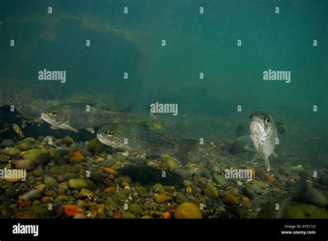 Rainbow Trout Oncorhynchus Mykiss Smolt Rogue River Oregon Stock Photo