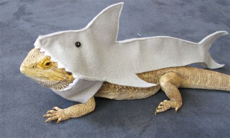 20 Bearded Dragon Costumes Every Owner Will Want - Vivarium World