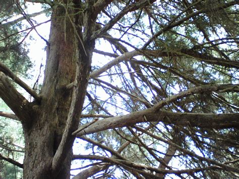 Cedar Tree Pictures, Facts on Cedar Trees