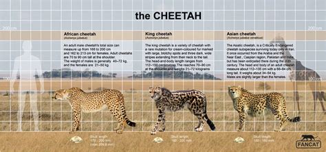 The cheetah size by bigfancat on DeviantArt