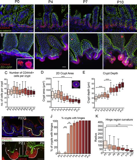 Morphogenesis and Compartmentalization of the Intestinal Crypt: Developmental Cell