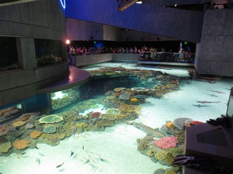 National Aquarium Blacktip Reef Exhibit Sgh