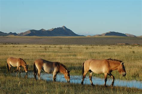 Towards Restoration of the Przewalski Horse and its Ecosystem in