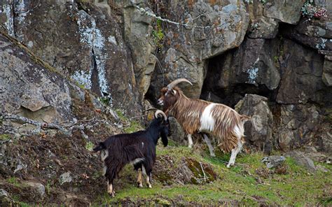 Goats On A Cliff A Photo On Flickriver