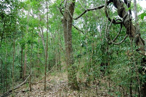 Todo Sobre La Selva Seca Caracter Sticas Clima Flora Fauna Y M S