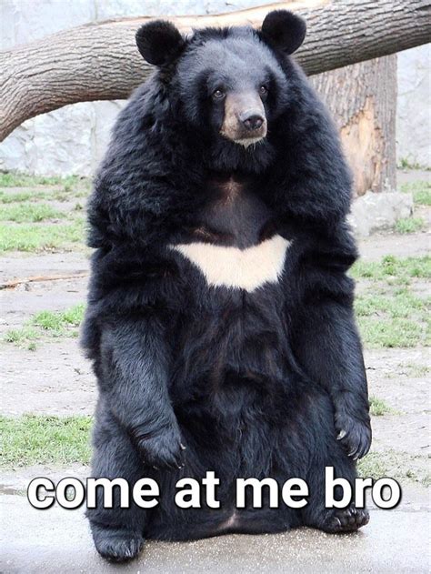 Funny Black Bear Meme