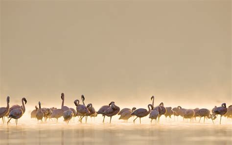 Flamingos Mac Wallpaper Download | AllMacWallpaper